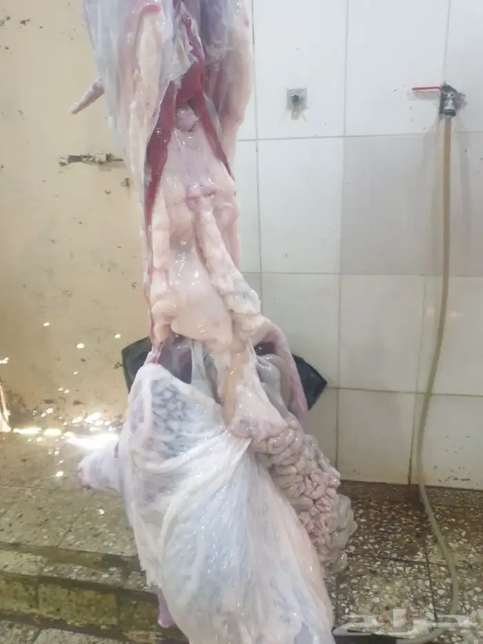 حري لباب بيتك خرفان تيوس سواكن 4