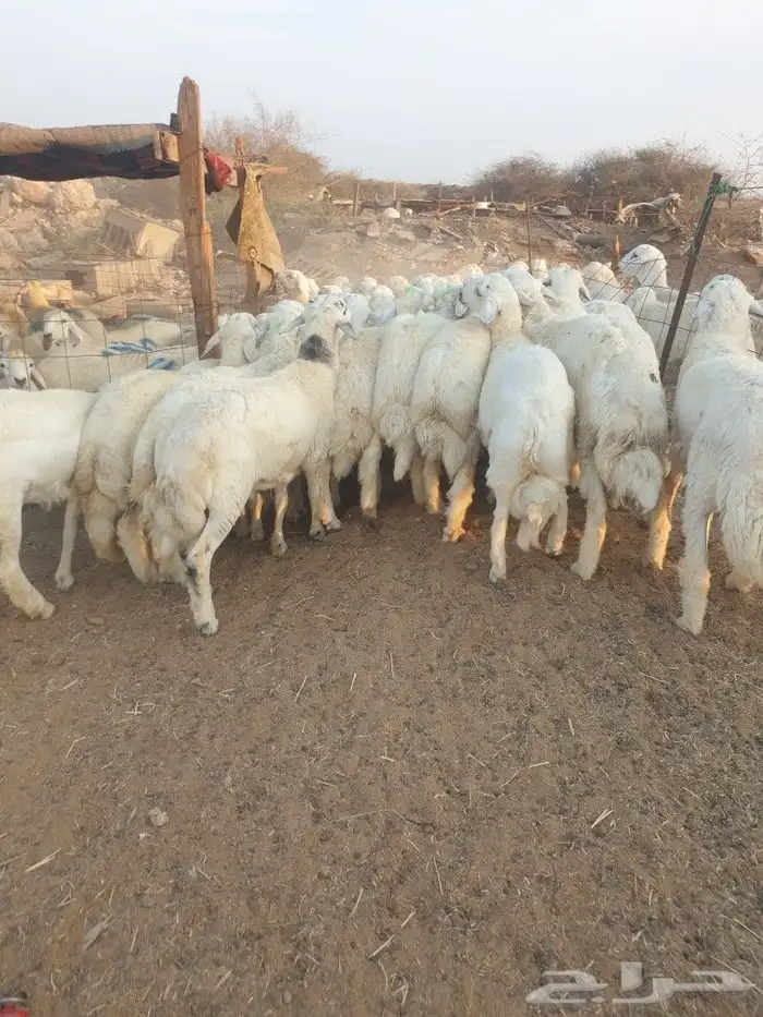 حري لباب بيتك خرفان تيوس سواكن 0