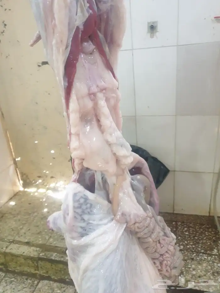 حري لباب بيتك خرفان تيوس سواكن 3