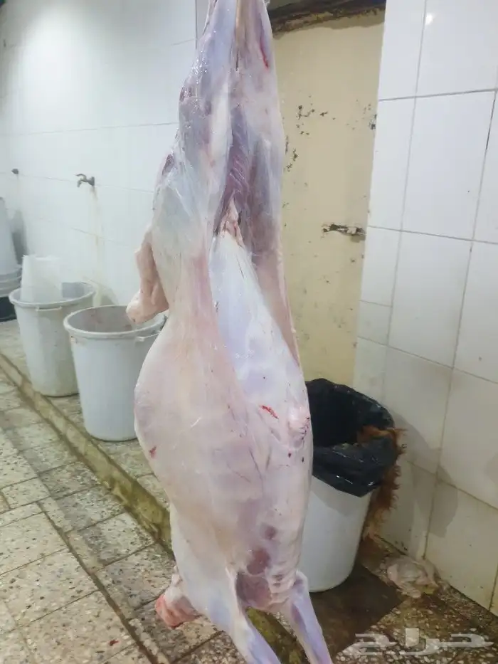 حري لباب بيتك خرفان تيوس سواكن 6