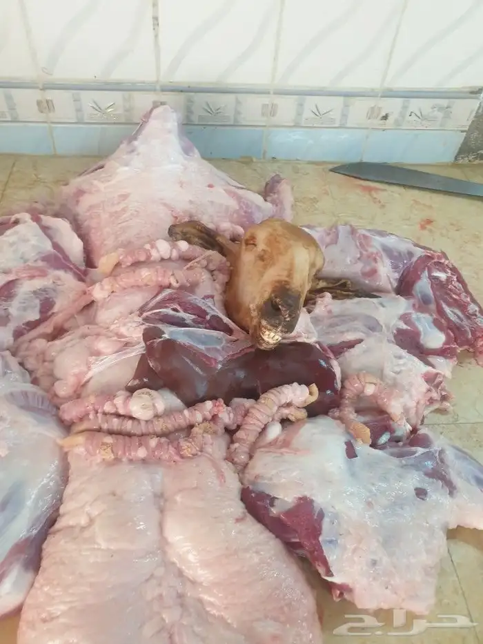 حري لباب بيتك خرفان تيوس سواكن 25