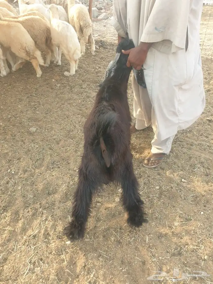 حري لباب بيتك خرفان تيوس سواكن 14