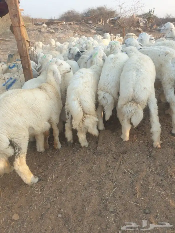 حري لباب بيتك خرفان تيوس سواكن 1