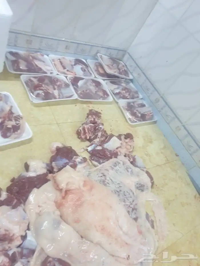 حري لباب بيتك خرفان تيوس سواكن 29