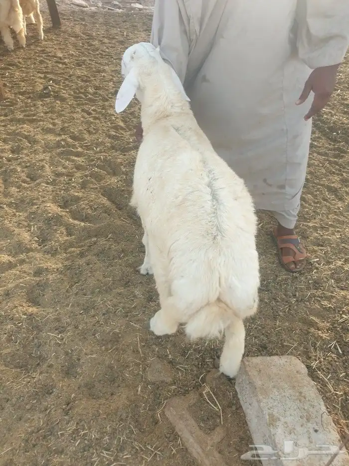 حري لباب بيتك خرفان تيوس سواكن 9