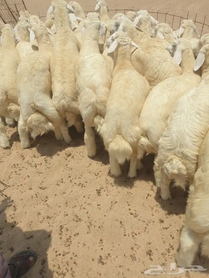 حري لباب بيتك خرفان تيوس سواكن 2