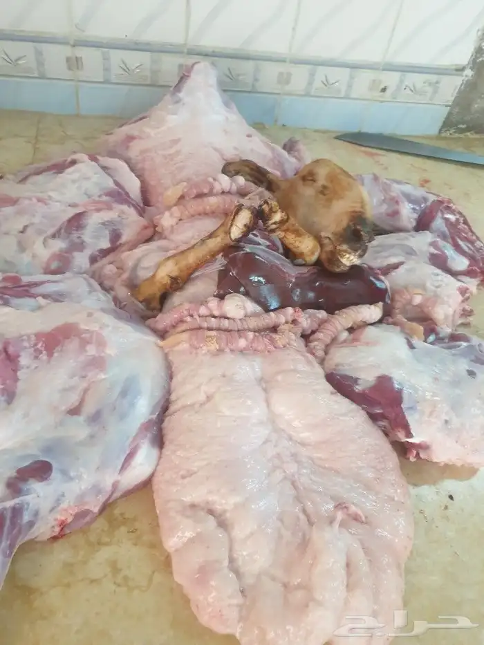 حري لباب بيتك خرفان تيوس سواكن 20