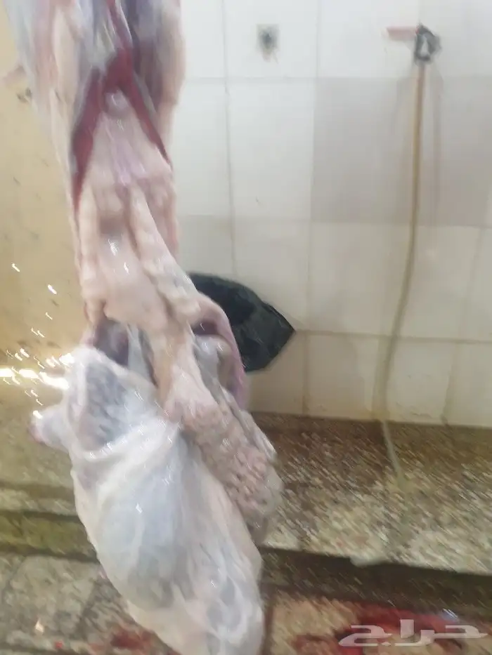 حري لباب بيتك خرفان تيوس سواكن 13