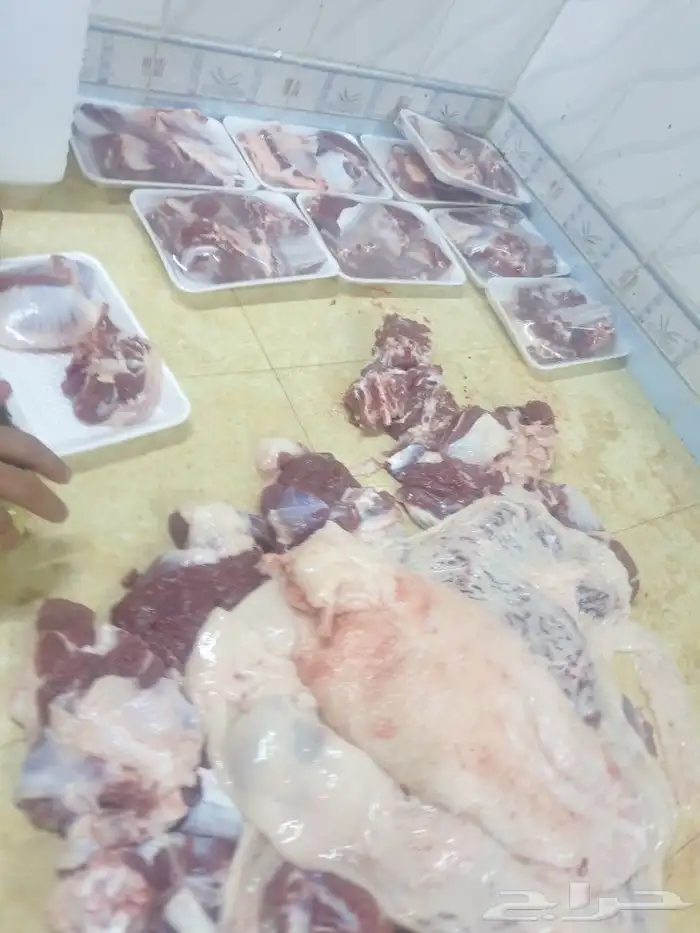 حري لباب بيتك خرفان تيوس سواكن 31