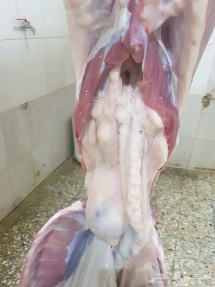 حري لباب بيتك خرفان تيوس سواكن 11