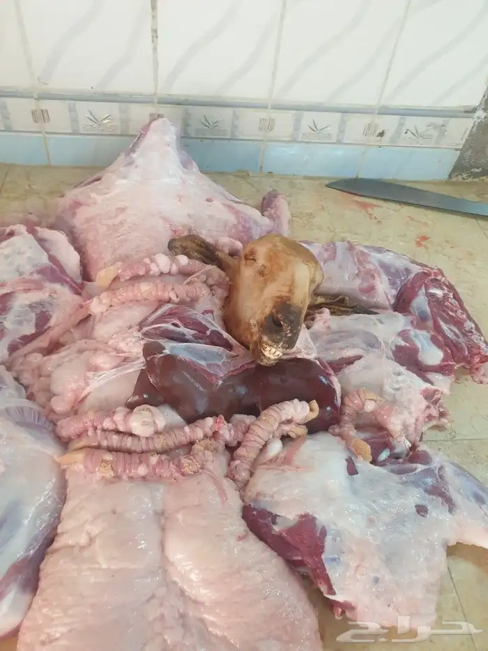 حري لباب بيتك خرفان تيوس سواكن 27