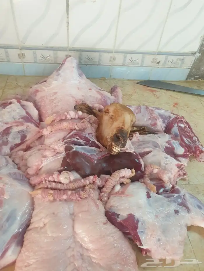 حري لباب بيتك خرفان تيوس سواكن 26