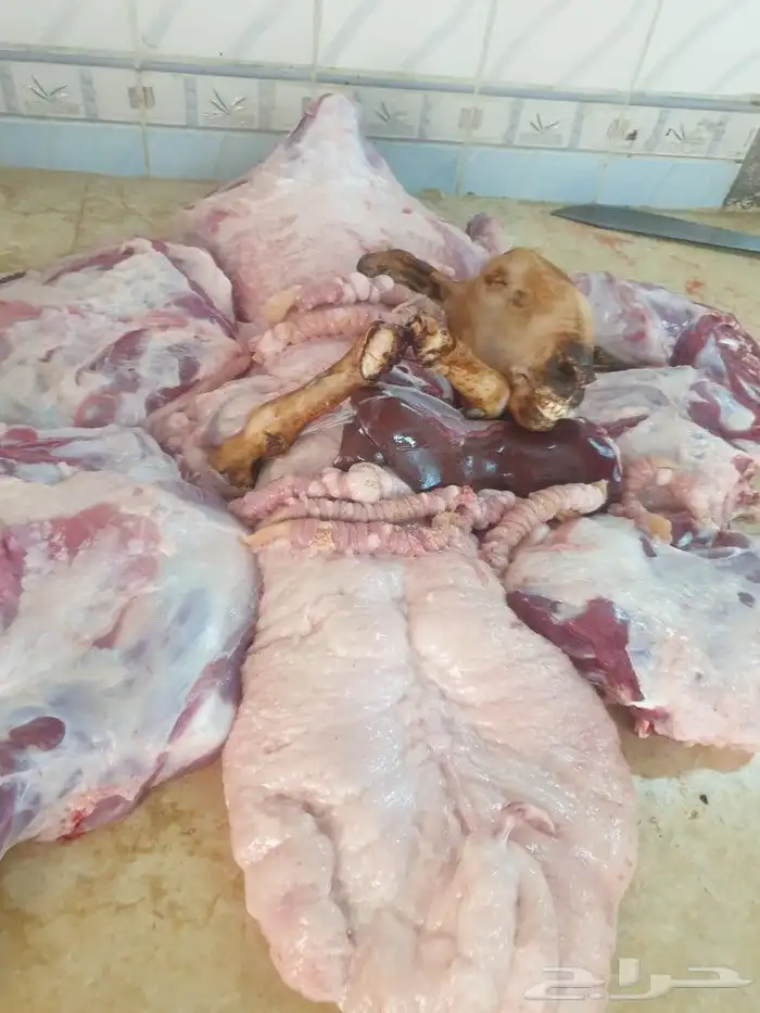 حري لباب بيتك خرفان تيوس سواكن 21