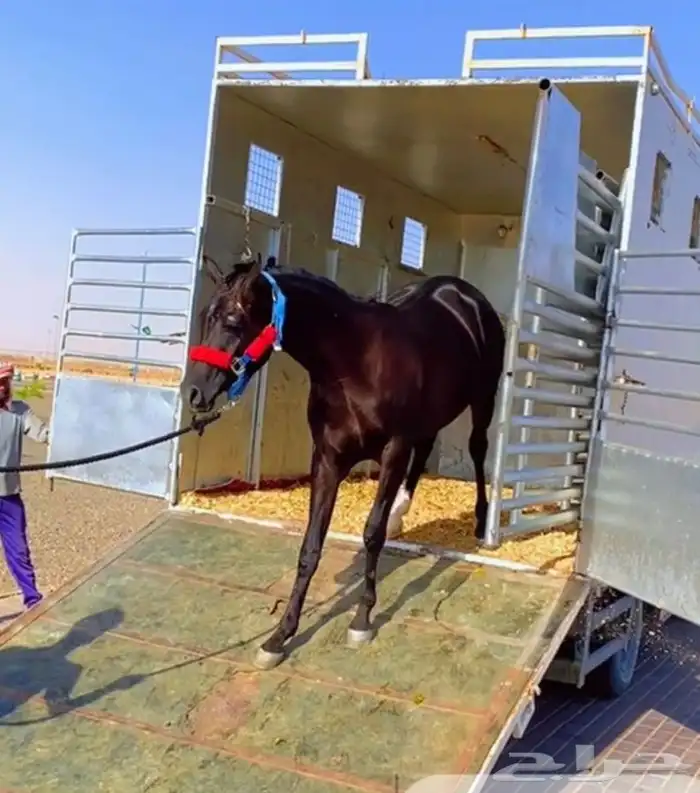 عربة نقل خيل طالعه من جده الى الرياض 1
