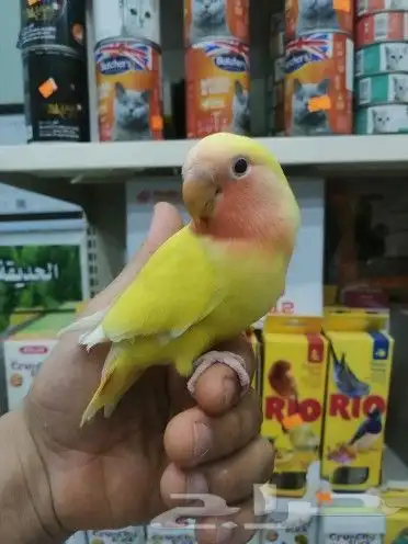 طيور اليفه مدربه 1