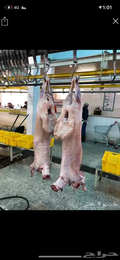 خرفان جزله للمناسبات 0