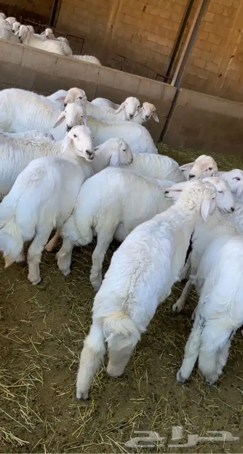 جميع أنواع الذبايح كبار ومتوسطه وصغار خرفان وتيوس اضاحي 4