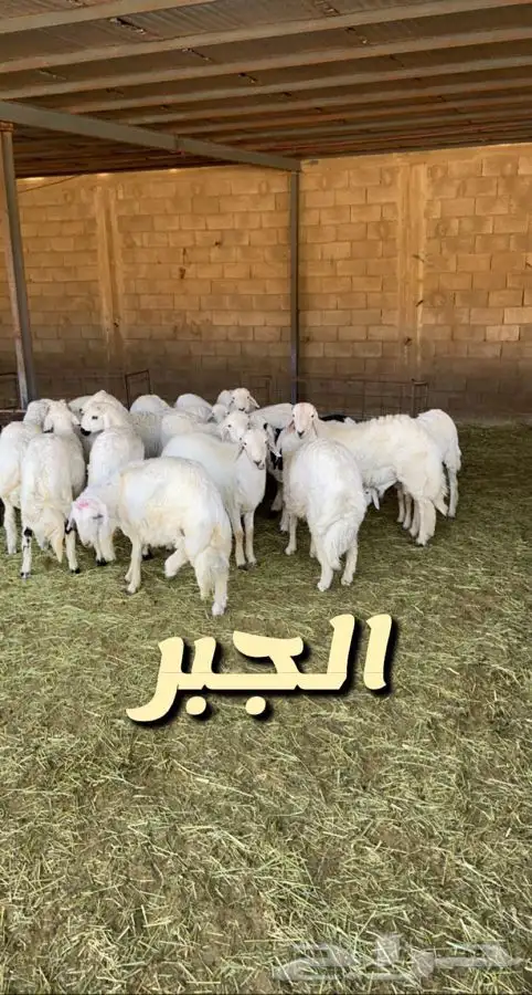 جميع أنواع الذبايح كبار ومتوسطه وصغار خرفان وتيوس اضاحي 0
