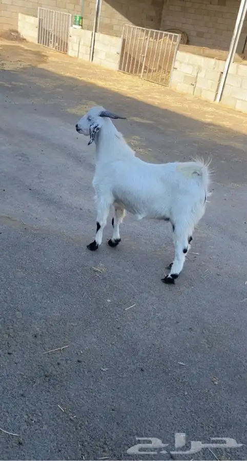 جميع أنواع الذبايح كبار ومتوسطه وصغار خرفان وتيوس اضاحي 9