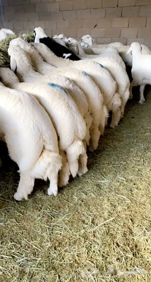 ذبايح فاخره مع السلخ والتوصيل 2