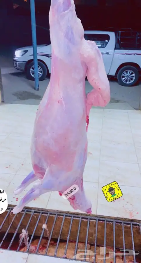 ذبايح فاخره مع السلخ والتوصيل 21