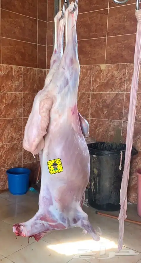 ذبايح فاخره مع السلخ والتوصيل 24