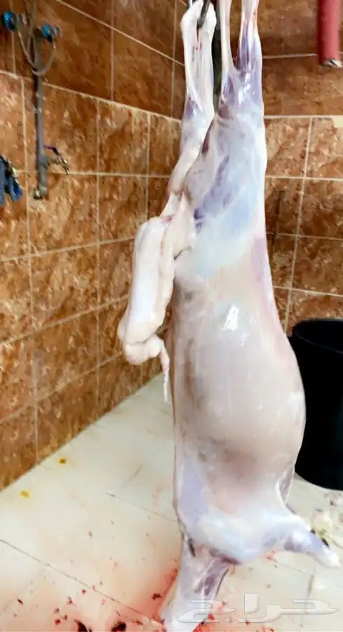 ذبايح فاخره مع السلخ والتوصيل 3