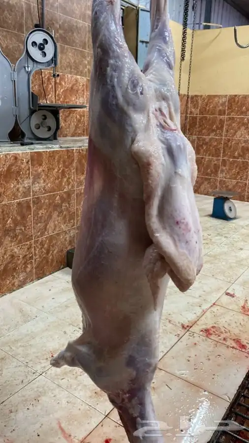 ذبايح فاخره مع السلخ والتوصيل 12