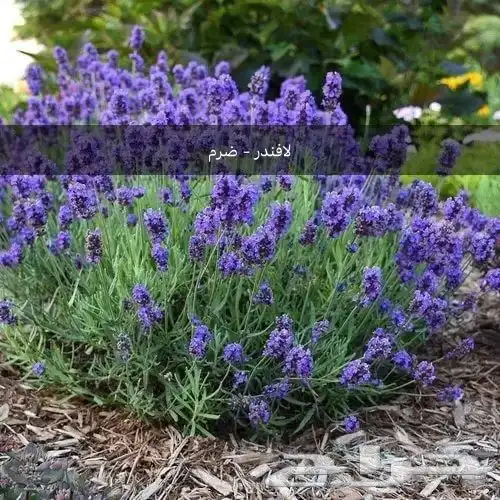 مشتل لبيع الأشجار المثمره و الزينه 2