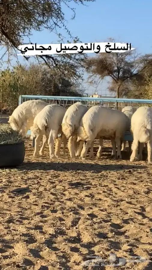 يوجد ذبايح حري وسواكن شبيه الحري 1
