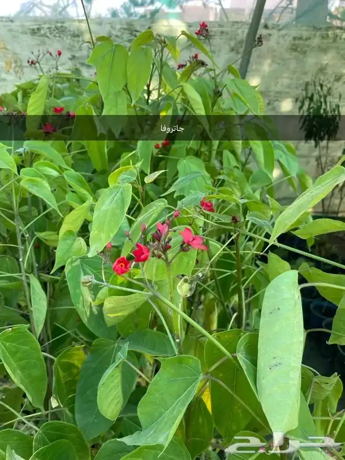 مشتل لبيع الأشجار المثمره و الزينه 6