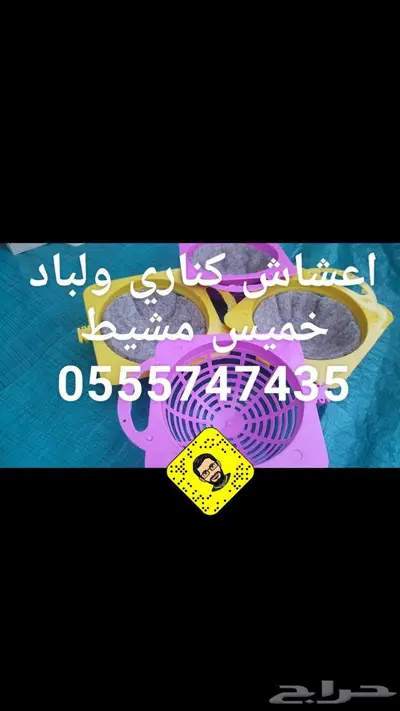 مستلزمات الطيور المغرده كناري بادجي كروان 10