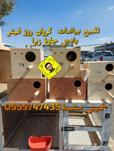 مستلزمات الطيور المغرده كناري بادجي كروان 47