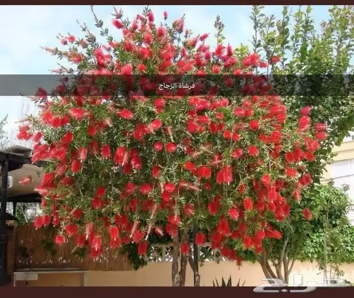 مشتل لبيع الأشجار المثمره و الزينه 1