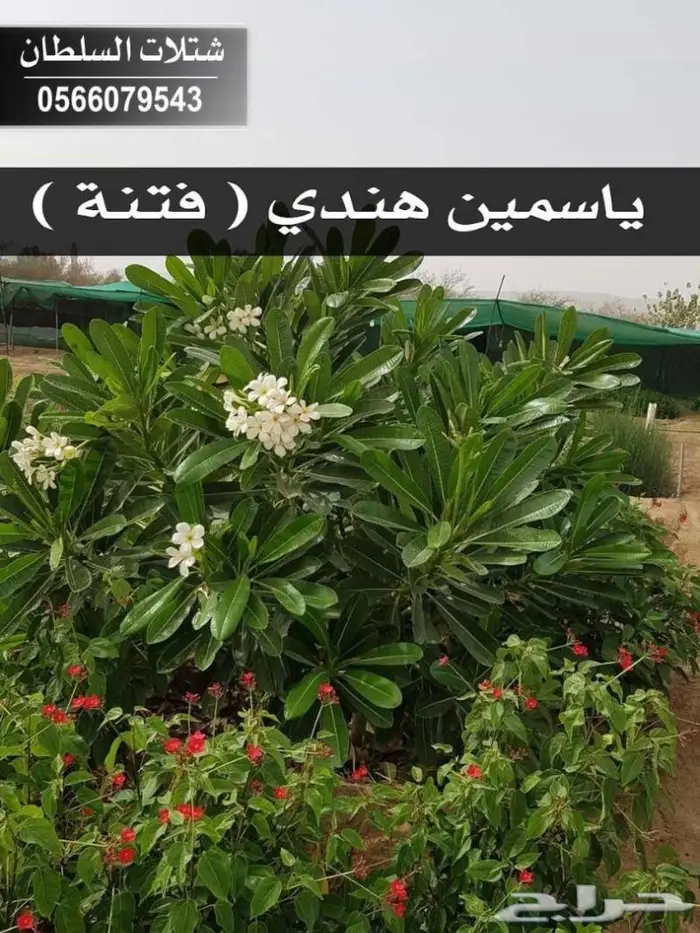 شتلات زراعية .. تبدأ من 1.50 ريال . 78