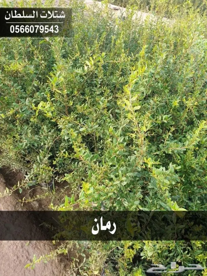 اذا مزرعتك بحاجه الى شتلات تواصل 0566079543 11