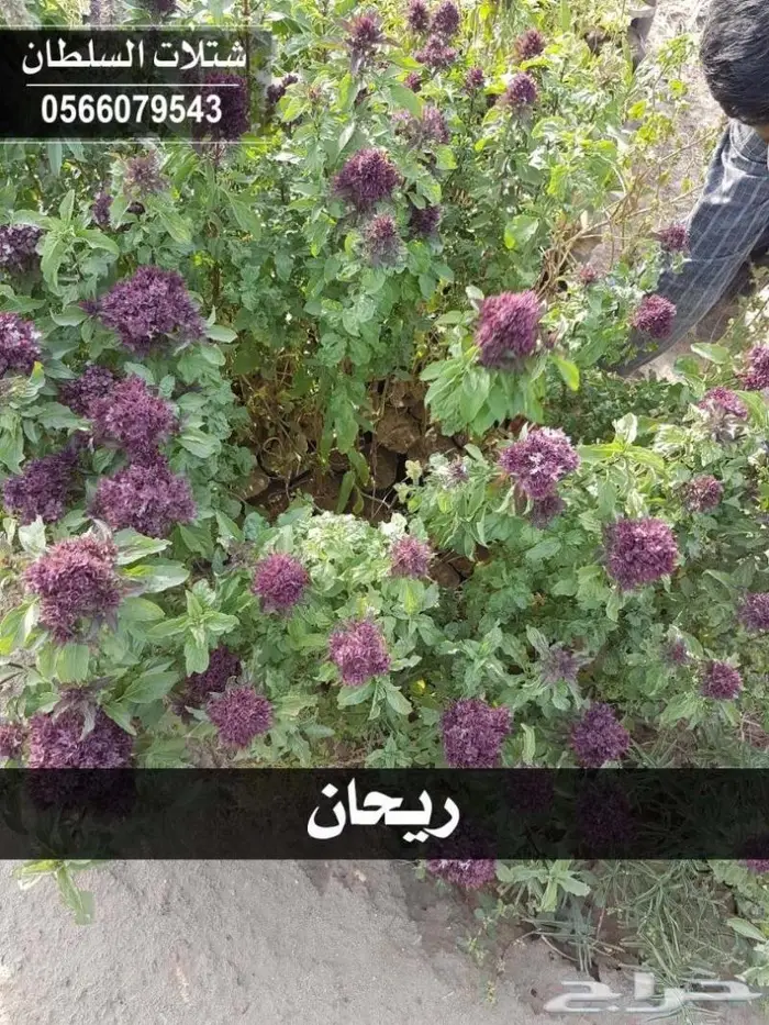 اذا مزرعتك بحاجه الى شتلات تواصل 0566079543 13