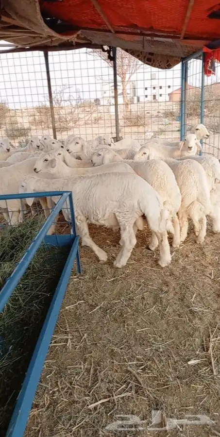 ذبائح بريه شامله السلخ والتغليف والتوصيل للطائف وضواحيها 2