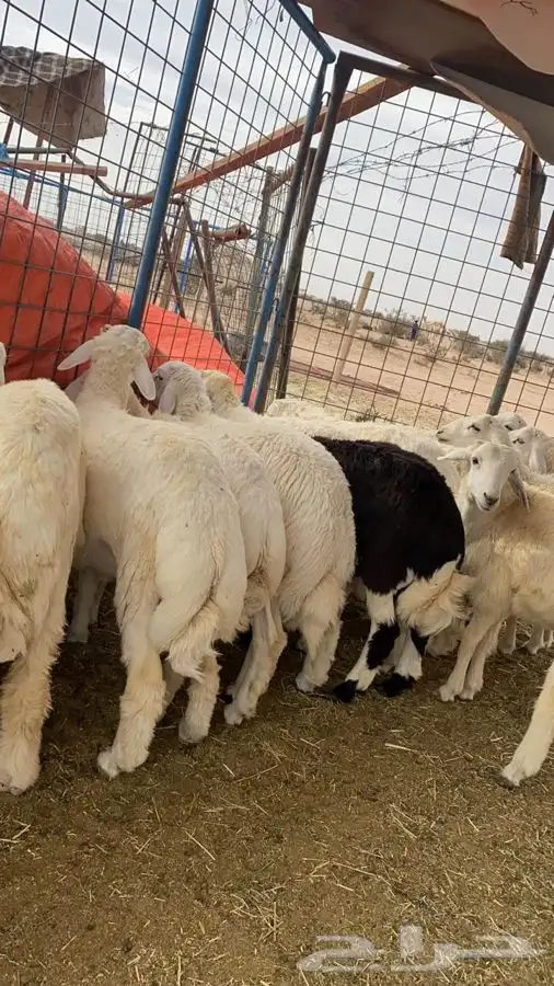 ذبايح بريه طليان ورخال اي ملاحظه لوبسيطه لاتدفع الحساب 6