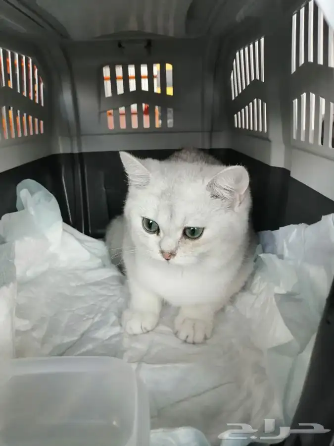 توصيل قطط طيور كلاب جده الطايف الرياض و جميع مناطق المملكه 4