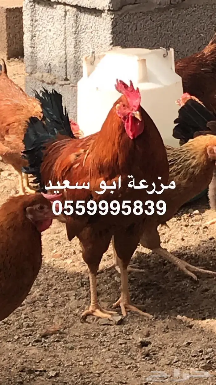 بيض دجاج فرنسي مخصب للبيع 0
