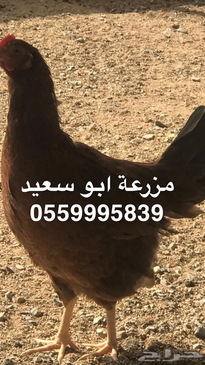 بيض دجاج فرنسي مخصب للبيع 1