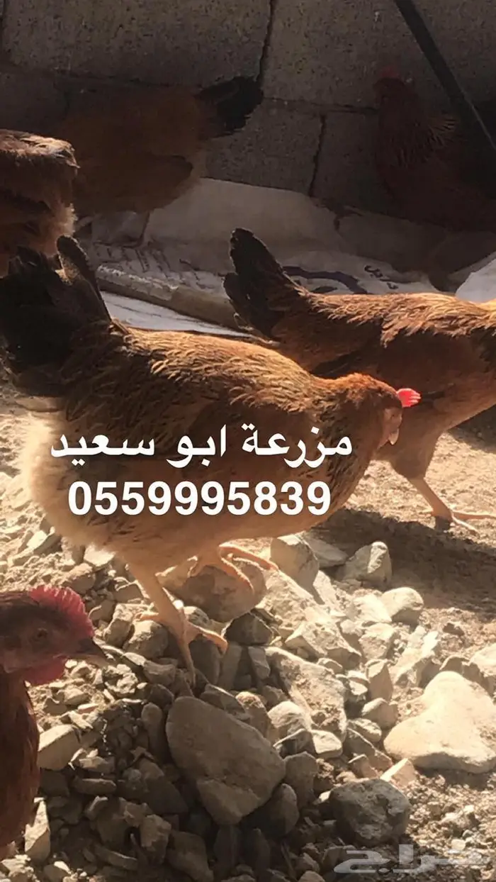 بيض دجاج فرنسي مخصب للبيع 11