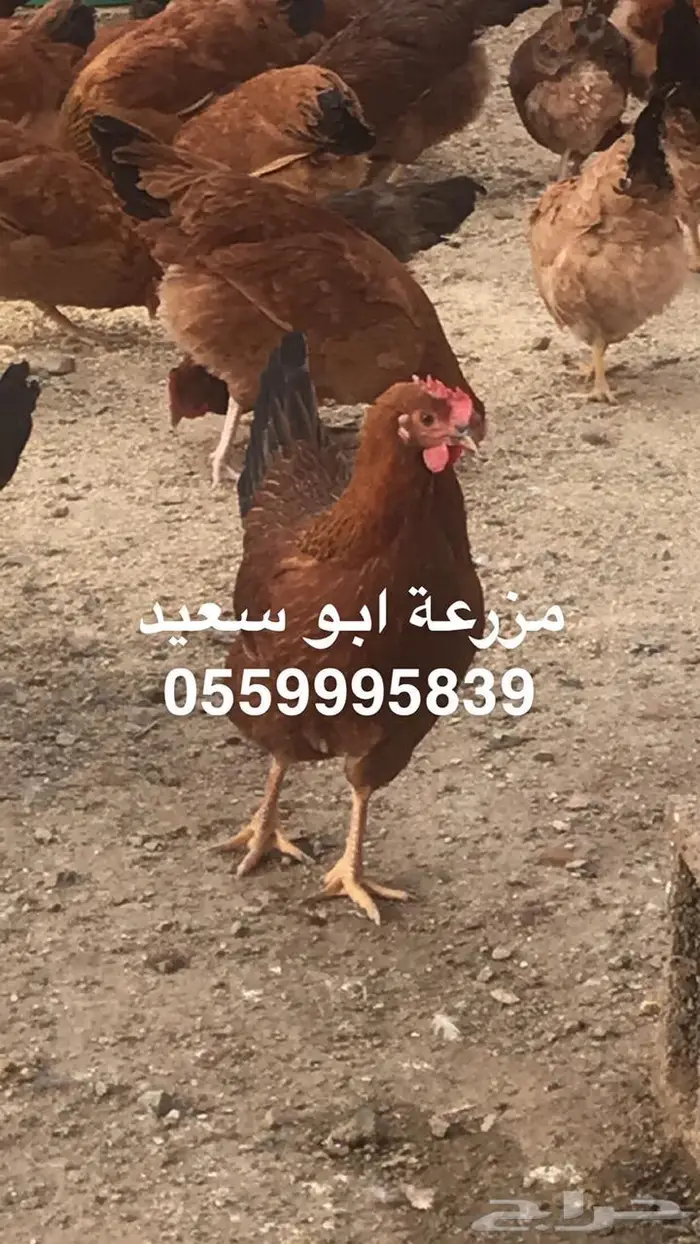 بيض دجاج فرنسي مخصب للبيع 12