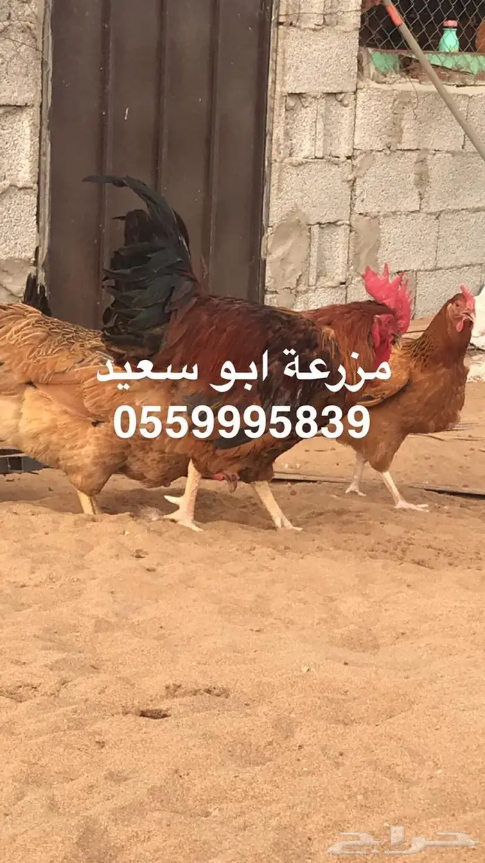 بيض دجاج فرنسي مخصب للبيع 14