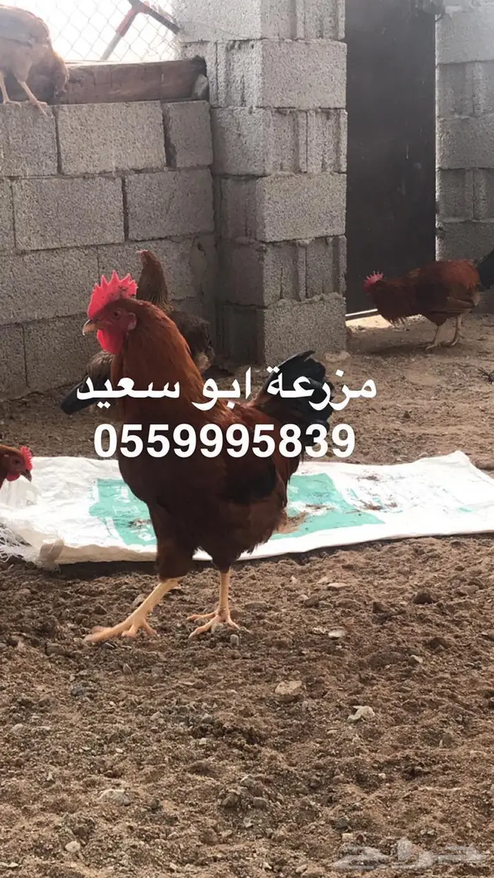 بيض دجاج فرنسي مخصب للبيع 15