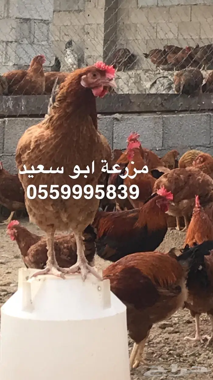 بيض دجاج فرنسي مخصب للبيع 16