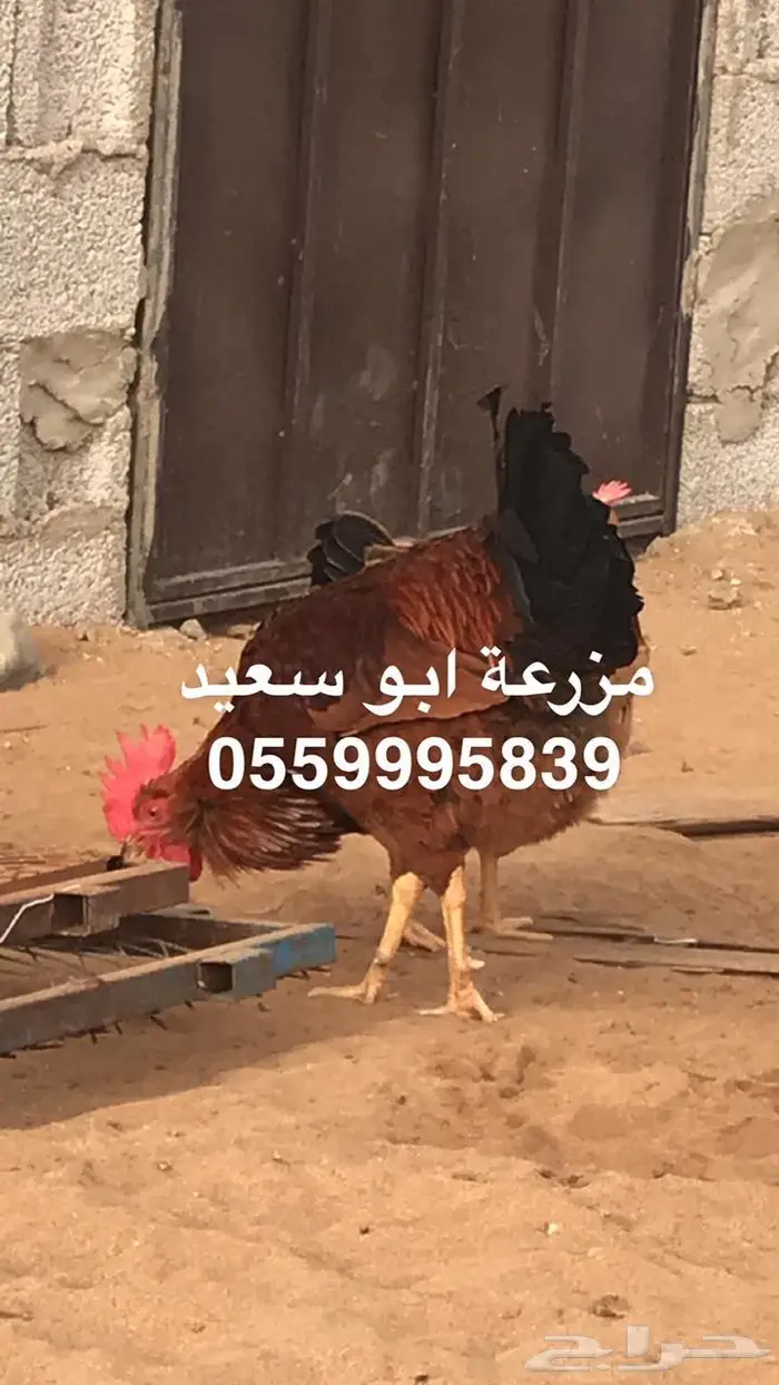 بيض دجاج فرنسي مخصب للبيع 17