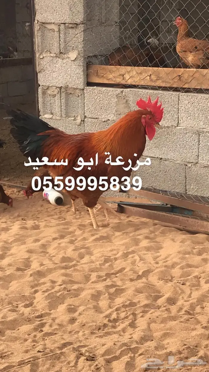 بيض دجاج فرنسي مخصب للبيع 18