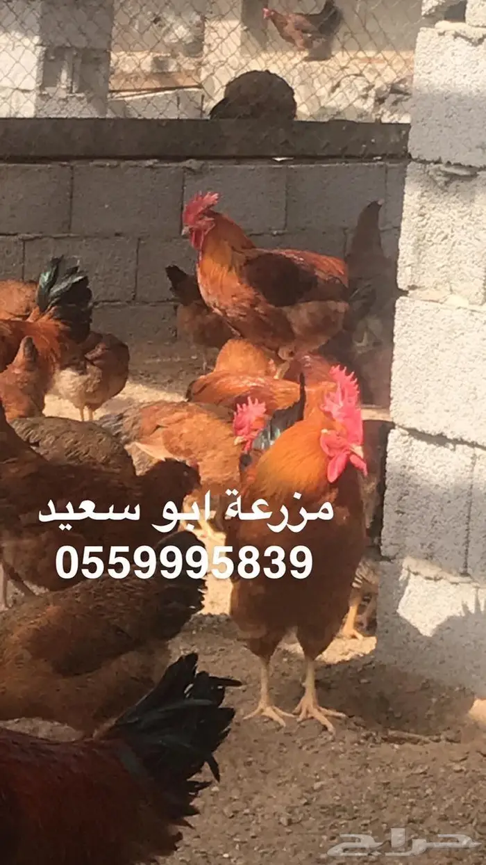 بيض دجاج فرنسي مخصب للبيع 5